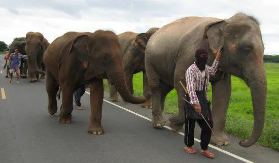 The nearby famous Surin Project - Save Elephant Foundation. http://surinproject.org/